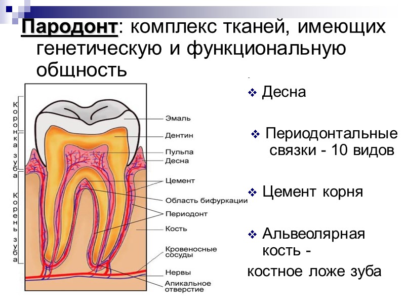 Пародонт: комплекс тканей, имеющих генетическую и функциональную общность Десна  Периодонтальные связки - 10